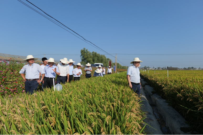 中国农科院副院长万建民院士到我校皖中综合试验站 水稻试验基地考察