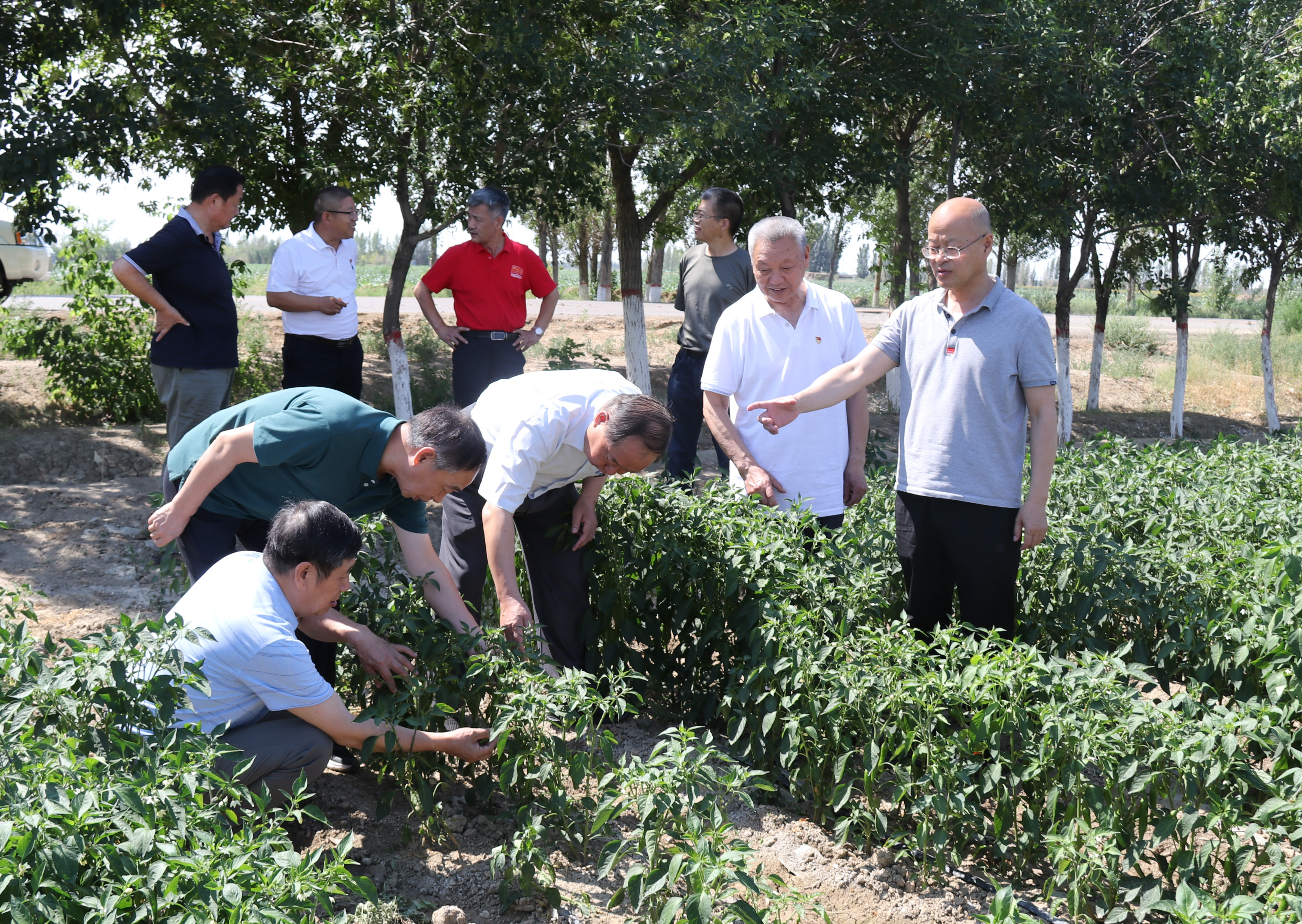 【我为群众办实事】200余名老教授发挥“余热”再“上岗”　助力兵团经济社会发展