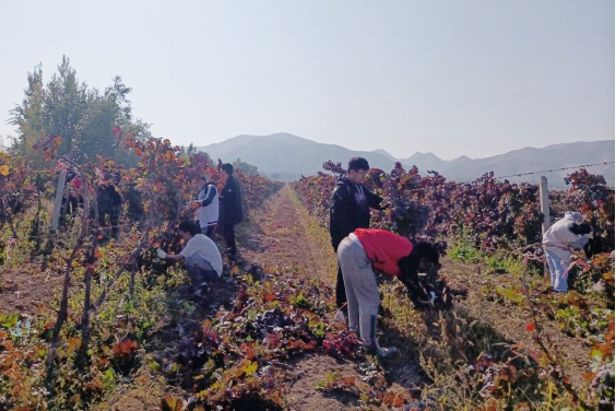 【我为群众办实事】农学院师生帮助连队职工修剪80亩葡萄园　解决职工群众烦心事