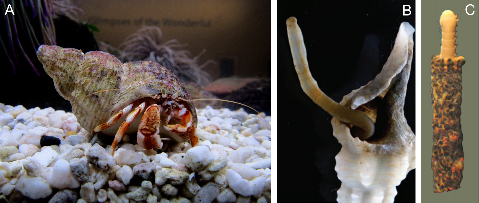 古生物研究院张喜光、杨杰研究团队发表论文揭示寒武纪借壳“隐居”生活的鳃曳蠕虫