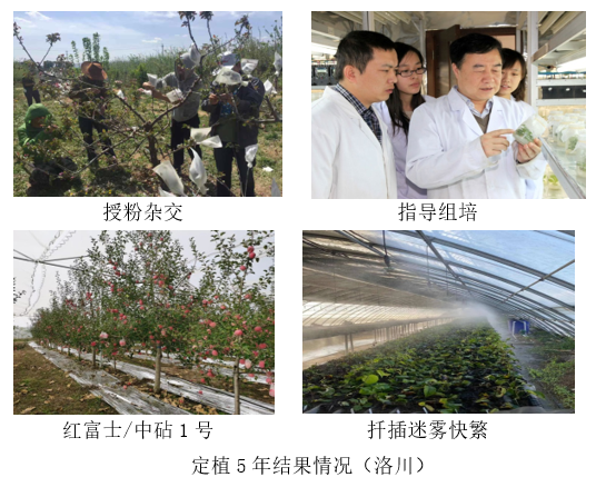 我校在苹果砧木新品种选育及育种体系建立上取得重要进展