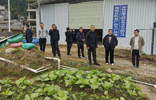 刘向考察蔬菜基地.jpg