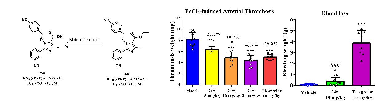 我校在抗血栓药物研究领域取得新进展