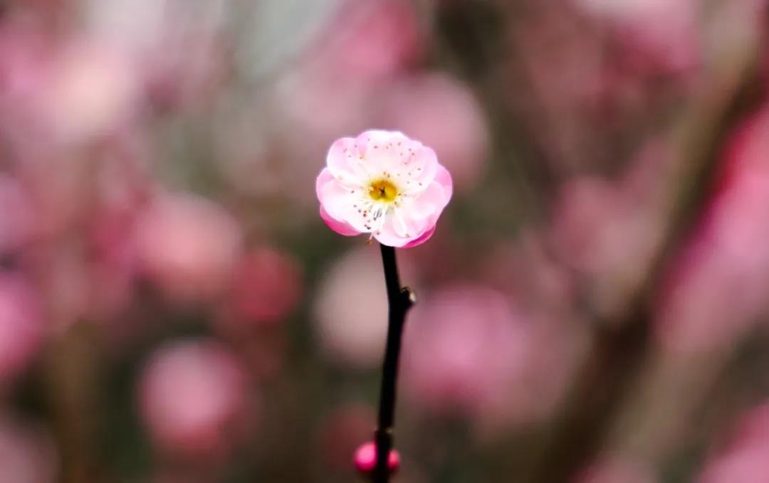 快来赏花吧！​歌乐山烈士陵园景区的红梅花开正艳时……