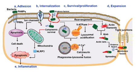 人才强校｜沈建忠院士团队在宿主导向抗菌化合物发现方向发表研究综述