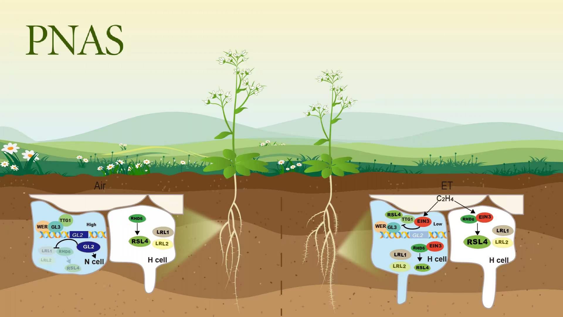 南科大郭红卫课题组揭示乙烯调控拟南芥根毛细胞分化的分子机制
