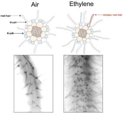 南科大郭红卫课题组揭示乙烯调控拟南芥根毛细胞分化的分子机制