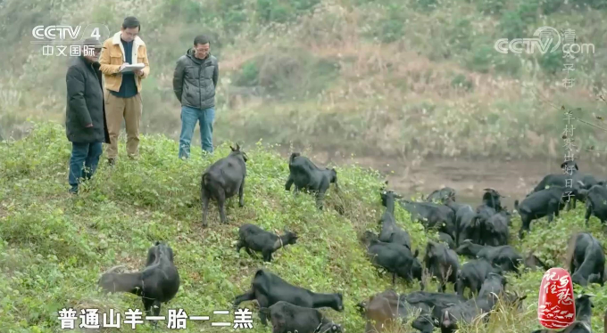 央视《记住乡愁》栏目报道学校大足黑山羊团队助力乡村振兴