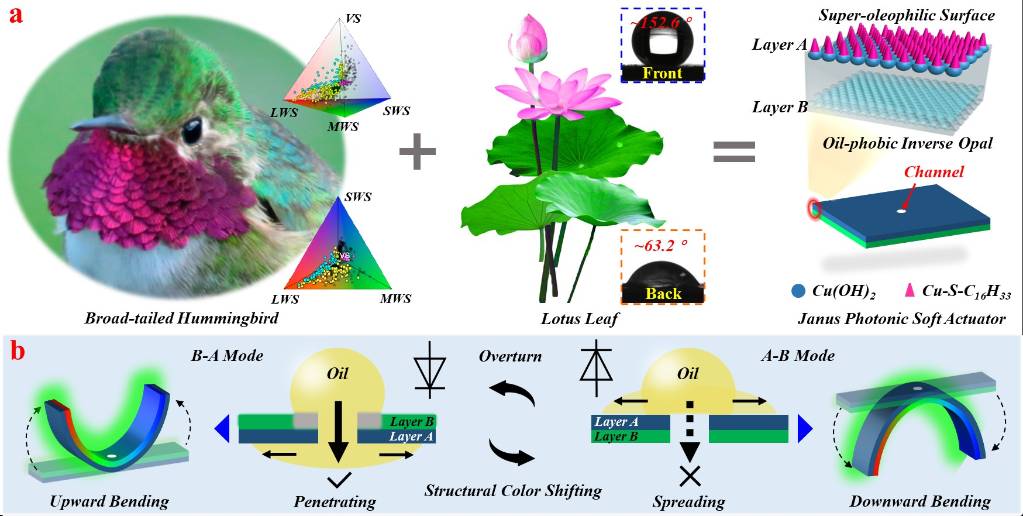 精细化工国家重点实验室为全彩色显示光子软致动器的研制提供新方法