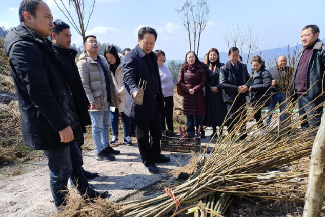 我为群众办实事：学校在宣恩县伍家台开展山桐子惠农工程