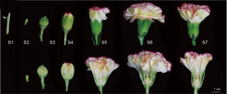 【中国科学网】研究发现康乃馨花色花型花香的调控密码