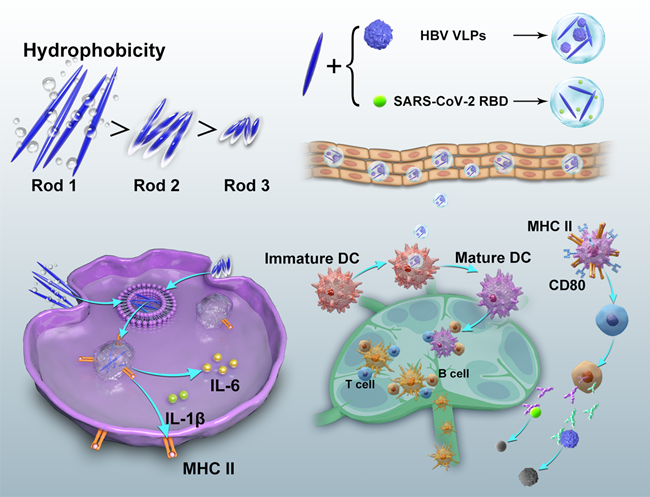 化工学院团队新成果助力疫苗研发