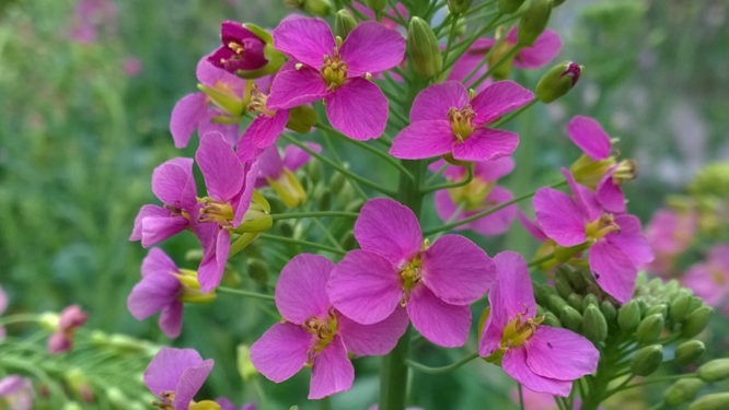 又添11色！江西农大彩色油菜花突破56色