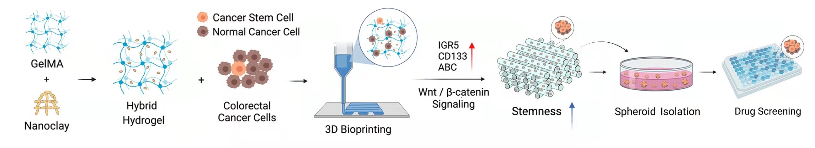 20220322-清华大学熊卓、张婷团队研发一种用于肿瘤药物筛选的结直肠癌干细胞高效诱导新模型-机械系-3D打印GelMA-nanoclay水凝胶诱导富集肿瘤干细胞示意图.jpg