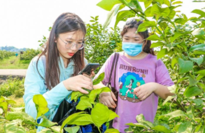植物保护学院师生赴潼南柠檬种植基地开展“田间课堂”