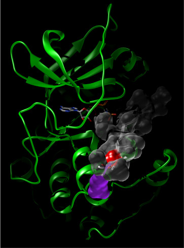 药学院尉迟之光团队揭示家族性扩张型心肌病发病机制