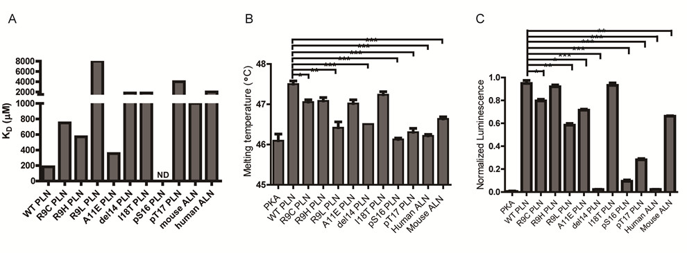 药学院尉迟之光团队揭示家族性扩张型心肌病发病机制