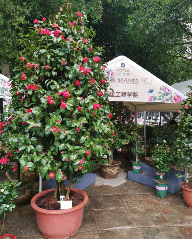 福建工程学院教师团队培育的茶花品种在第十三届中国茶花博览会中荣获金奖