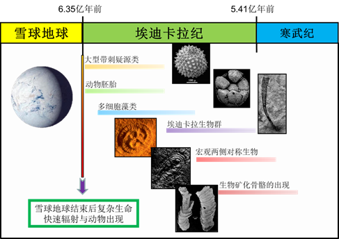 我校沉积院研究成果入选2021年度中国古生物学十大进展