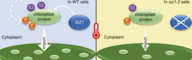 生命科学学院阳成伟/赖建彬团队在叶绿体蛋白响应高温胁迫的修饰研究中取得重要进展