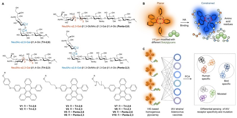 【创新前沿】《Chem》报道我校“振动诱导发光”机制精准探测流感病毒的研究新进展