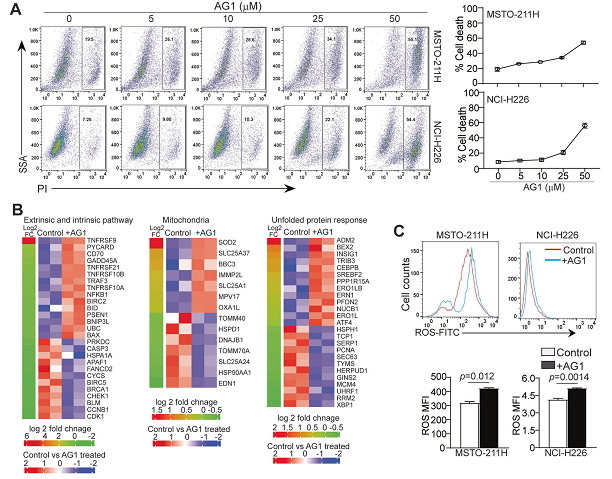 天津大学生命科学学院吕春婉团队Nature子刊发文：破解磷酸戊糖途径调控间质瘤死亡的机制