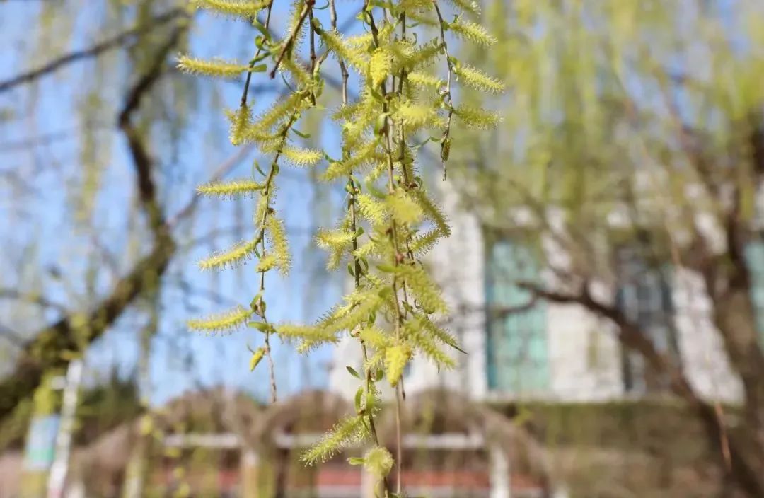 清明追思，家国永念