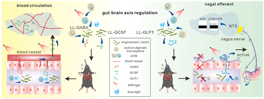 天津大学生命科学学院王汉杰课题组“上转换光遗传学调控肠-脑轴”研究取得新进展