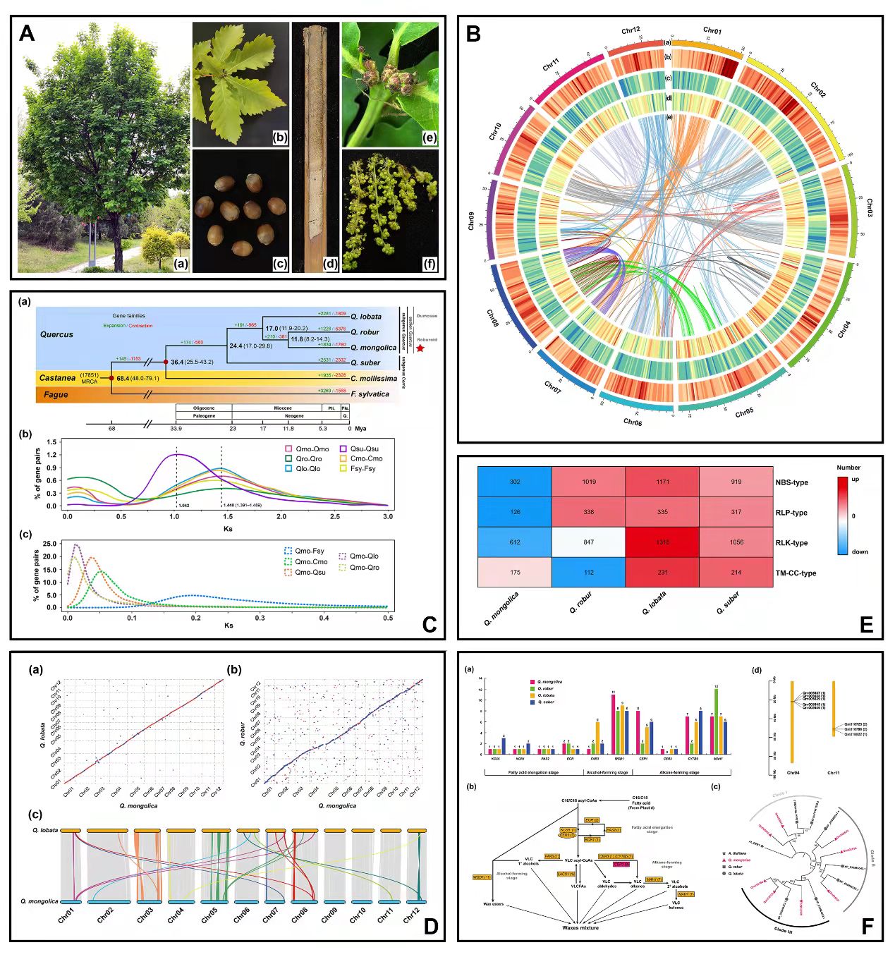 陆秀君团队在生态学顶级期刊发文解析首个亚洲栎属物种参考基因组