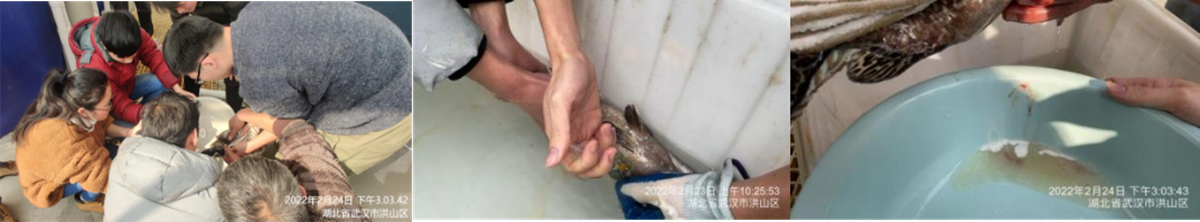 人工开口饵料鳜鱼二月寒春早繁取得成功