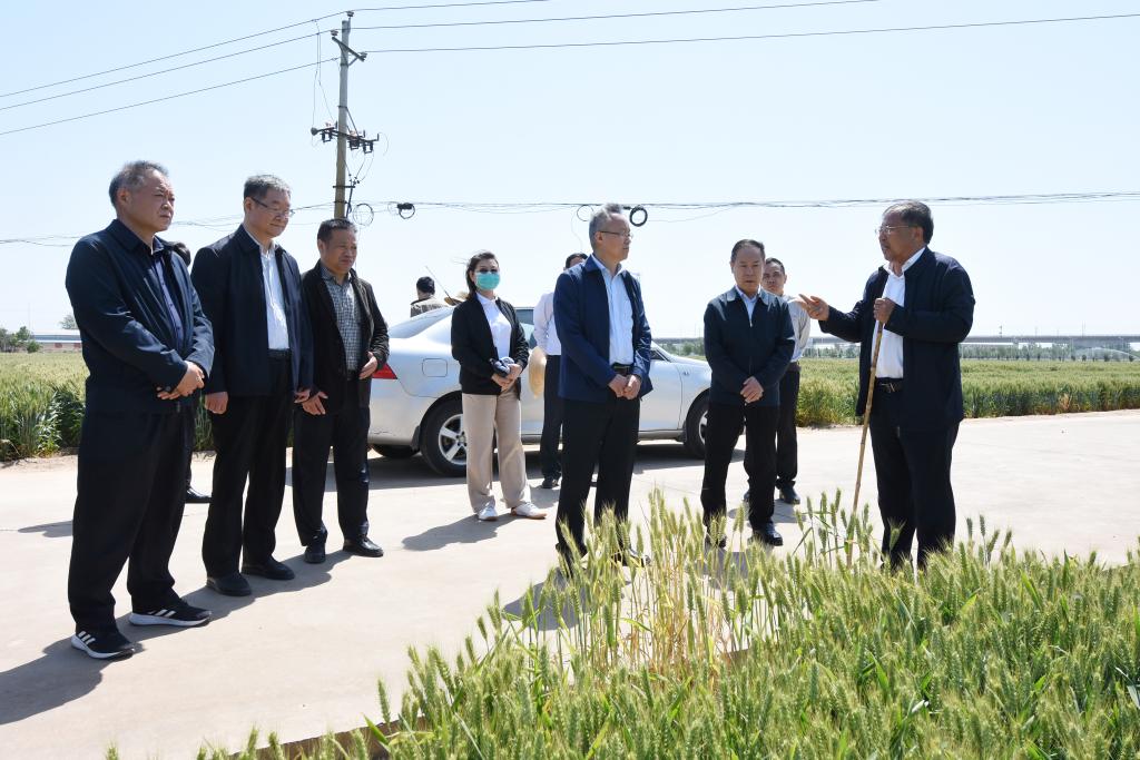 校领导一行视察我校小麦千亩示范基地