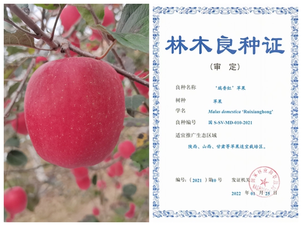 “瑞香红”苹果新品种通过国审