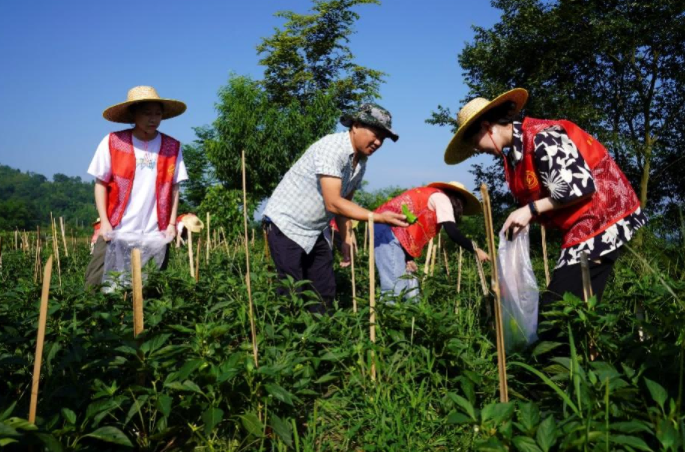 历史文化学院 民族学院社会实践服务团赴中心村开展劳动助农志愿服务