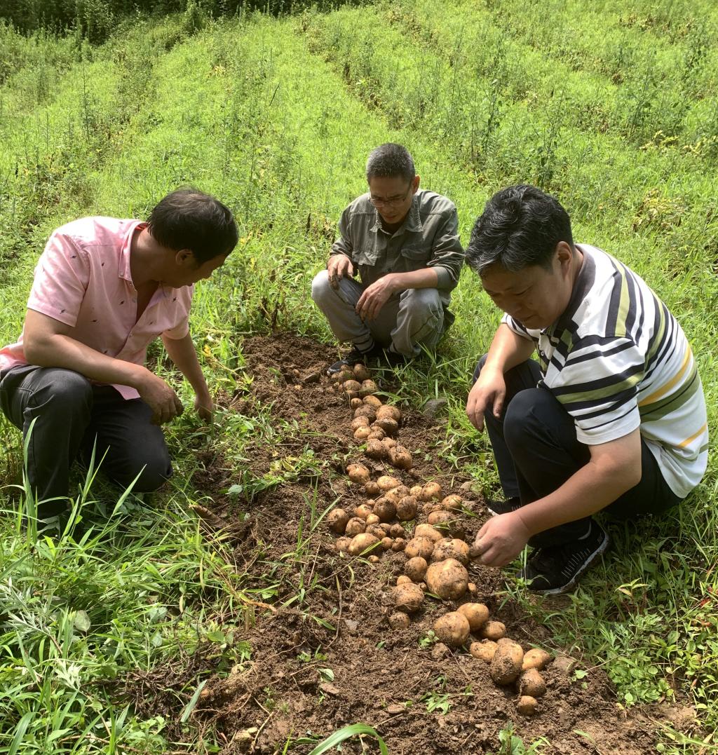 我校李玉奇团队在潮水河村引种试种土豆品种喜获成功