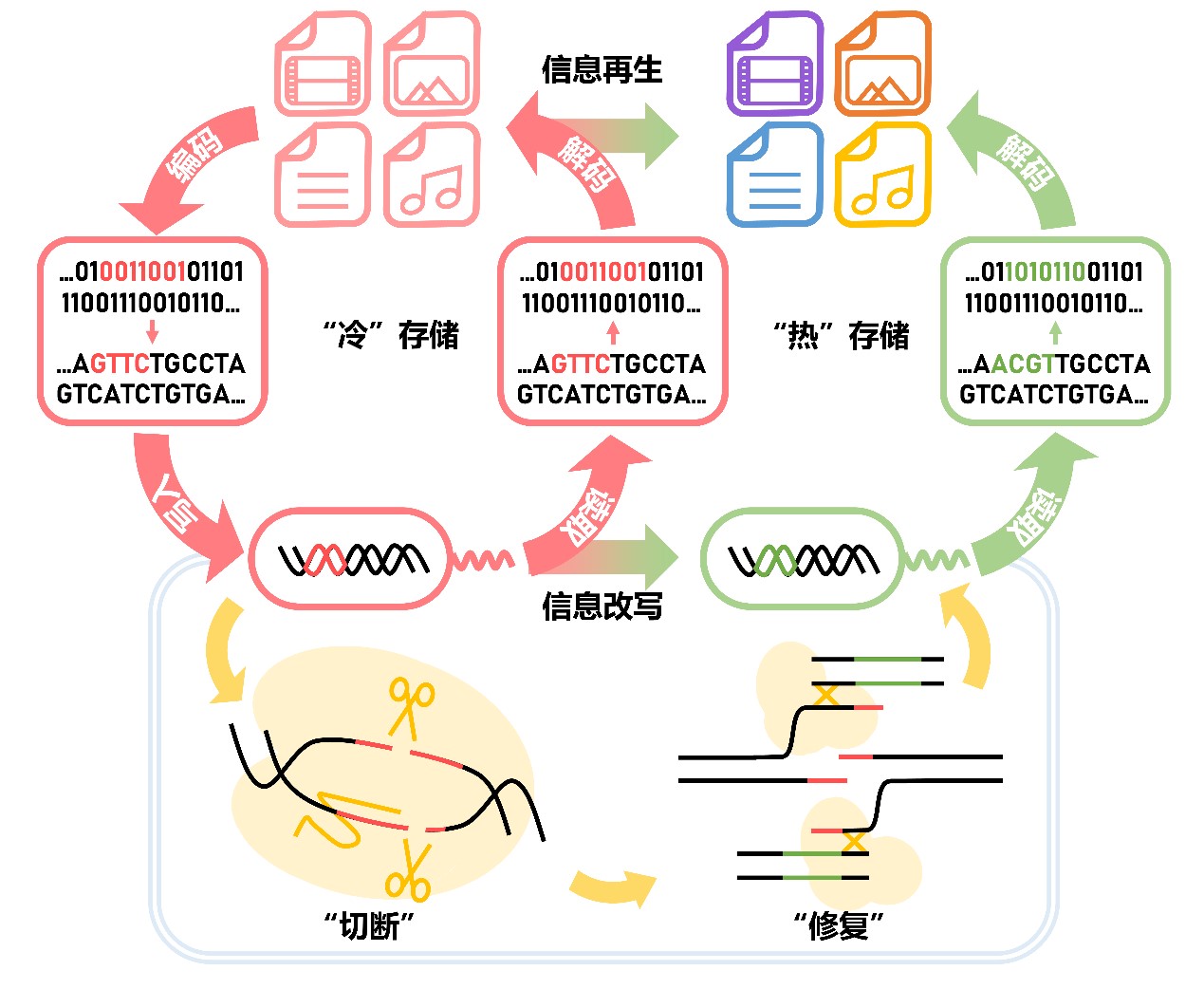 化学系刘凯、张洪杰团队开发活细胞内DNA大数据存储与定点修改系统