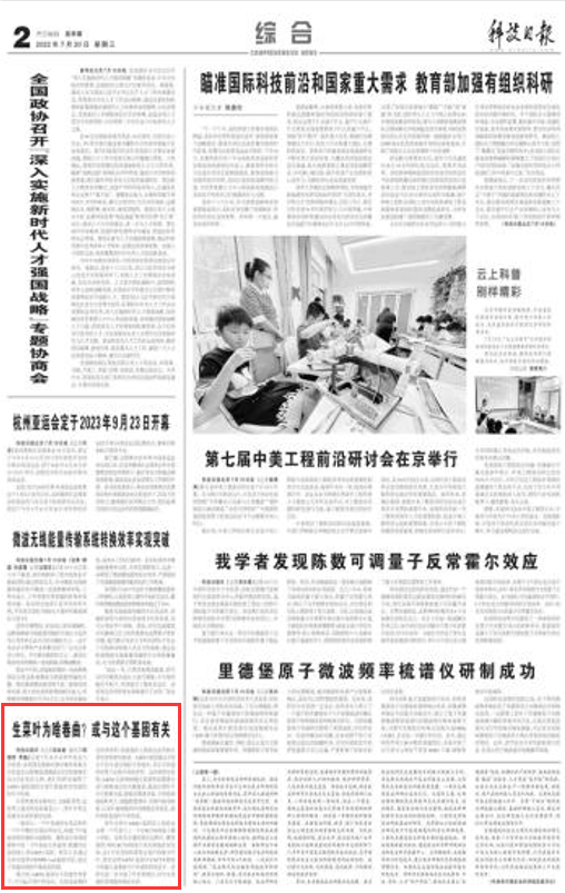 【科技日报】生菜叶为啥卷曲？或与这个基因有关