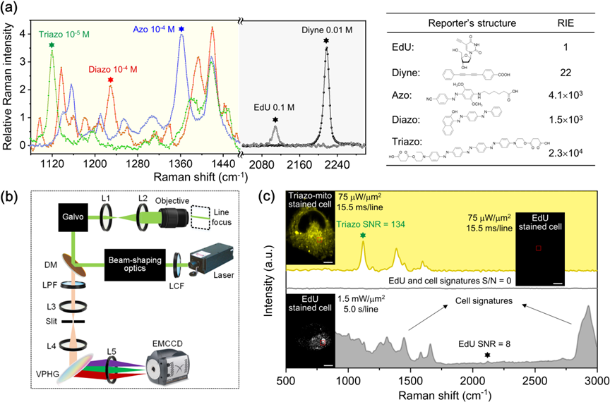 高婷娟教授研究团队在活细胞高分辨快速动态拉曼成像（DAERI）领域取得新进展