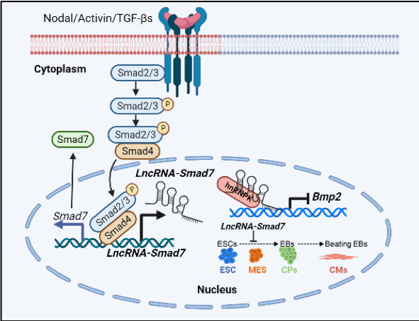 生命学院郗乔然课题组揭示lncRNA-Smad7通过介导TGF-β与BMP信号通路调控小鼠胚胎干细胞早期命运决定新机制