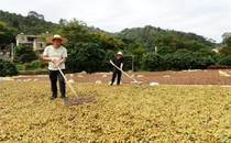 广西容县：香料产业芬芳百姓生活