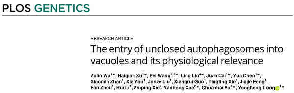 前沿 | 生科院梁永恒教授团队与合作单位共同揭示细胞自噬过程的新模式及生理意义