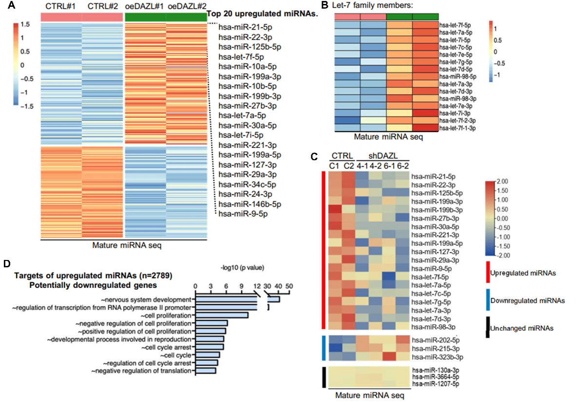 20221024-hPGCs中DAZL上调成熟miRNAs的表达水平-纪家葵-科研成果.png