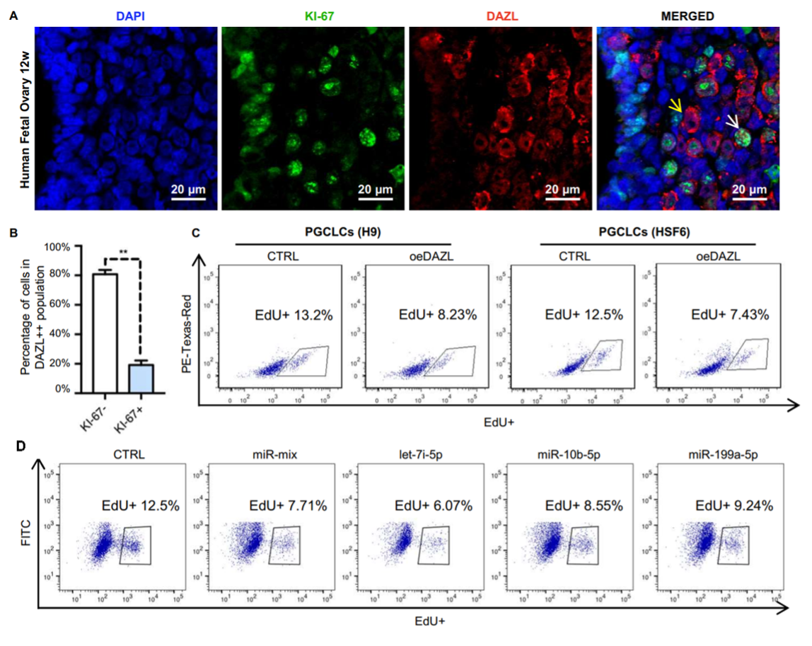 20221024-DAZL上调的miRNAs抑制PGCLCs的增殖和细胞周期-纪家葵-科研成果4.png