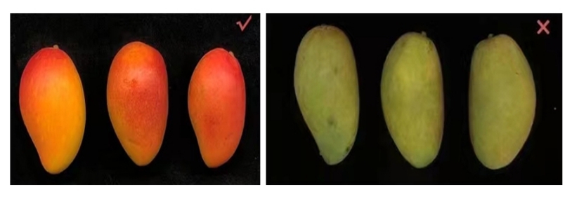 用心用情做好热带果蔬保鲜技术——海南大学热带果蔬保鲜技术创新团队专访