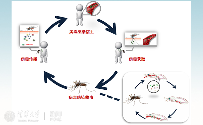 登革热已经成为世界上第一大虫媒病毒性传染病