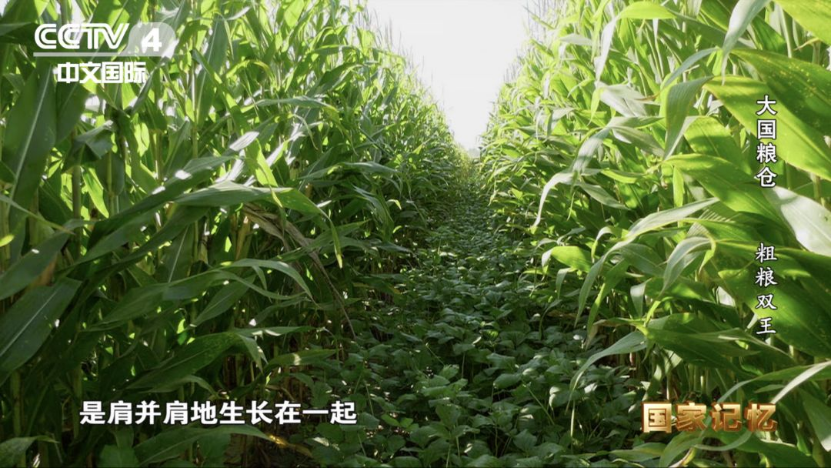 中央電視臺報道我校玉米大豆帶狀複合種植技術